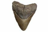 Fossil Megalodon Tooth - North Carolina #380156-1